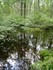 Vernal pool in the Landlocked Forest