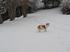 Our dog Luke enjoying the snow