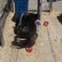 Bob the turkey in Ocala,Fl