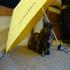 Roo under the Umbrella