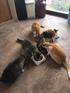 5 happy kitties,feeding time