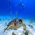 Turtles of Mon Repos, or scuba dive the reef