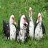 The four Muscovy Ducks