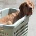 Boomer - He's certainly NOT a basket case