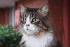 Homeowner catsmum3 Profile Picture
