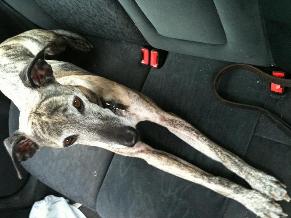 Homeowner Ronnie_whippet Profile Picture